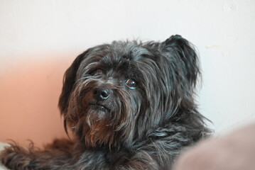 a small black dog poses for a photo