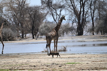 giraffe in the savannah