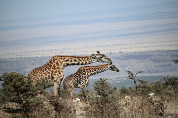 Giraffes in the savannah