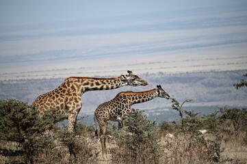 Giraffes in the savannah