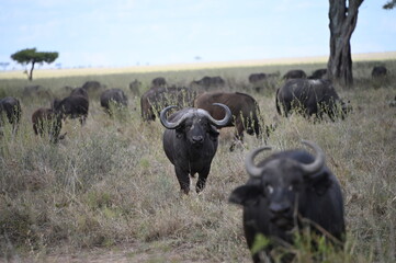 buffalo in the savannah