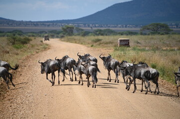 Naklejka na ściany i meble Zebra crossing in serengeti