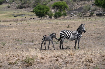 zebra in the savannah