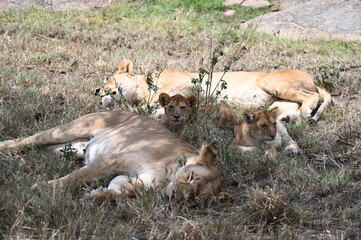 lioness and cubs
