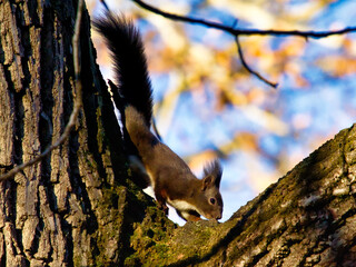 Fototapeta premium squirrel running at a tree