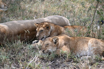 Lion cubs sleeping