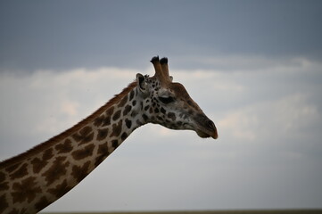 Giraffe in Tanzania, Africa, Serengeti