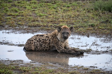 Hyena in Serengeti, Tanzania, Africa