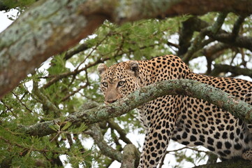 Leopard on a tree in Tanzania, Africa