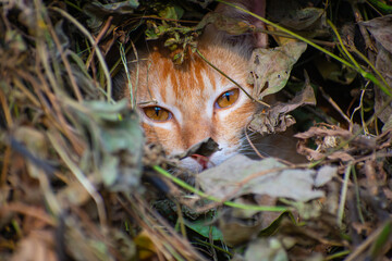 A cute cat close up portrait in the jangle in the day time in the north eastern India.