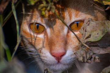 A cute cat close up portrait in the jangle in the day time in the north eastern India.