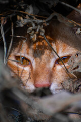 A cute cat close up portrait in the jangle in the day time in the north eastern India.