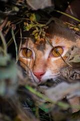 A cute cat close up portrait in the jangle in the day time in the north eastern India.