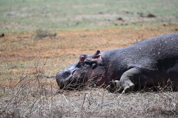 Hippo / Hippopotamus in Tanzania, Africa