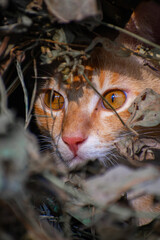 A cute cat close up portrait in the jangle in the day time in the north eastern India.