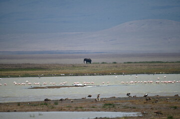 Elephant in Ngorongoro Crater, Tanzania