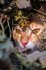 A cute cat close up portrait in the jangle in the day time in the north eastern India.