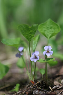 Wonder Violet, Viola mirabilis, wild spring flower from Finland