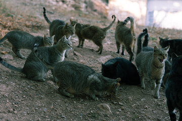 Obraz premium Gatos de montaña