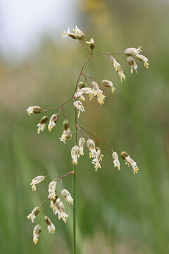 Northern sweetgrass, Anthoxanthum hirtum, previously known as Hierochloe odorata, wild plant from Finland