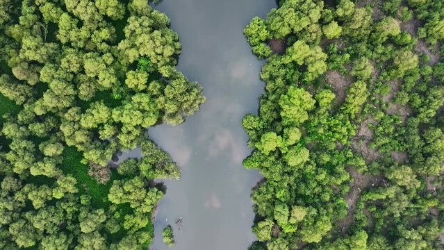 Aerial topdown shot of river shore and mangrove forest in Mumbai, India. 
