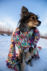 A dog wrapped in a scarf seen up close.