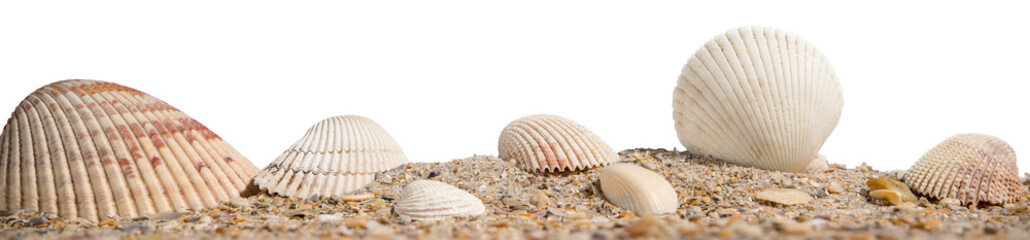 Beach. A seashell or sea shell. Beach sand with seashells. Panorama of ocean beach. Miami Beach...