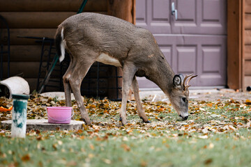 Buck eating food on lawn