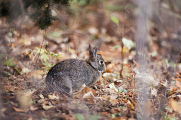 Naklejka na ściany i meble Rabbit in fall woods 