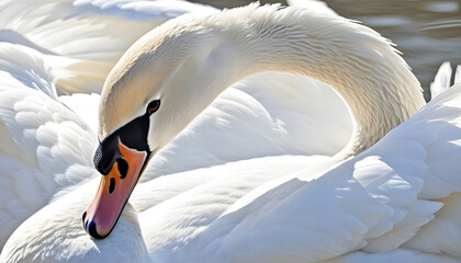 Close-up photo of white swan - obrazy, fototapety, plakaty