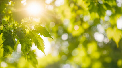 Green leaves with sunbeams in the morning. Natural background.