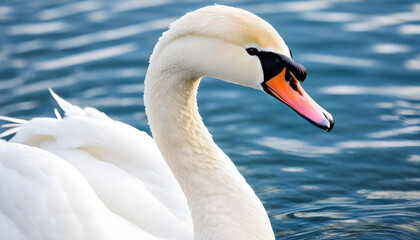 Naklejka premium Close-up photo of white swan