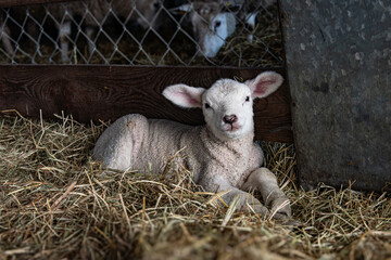 scenes during lambing season showing lambs in a barn