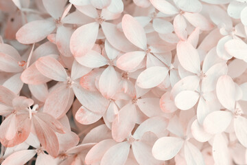 beautiful  blossom  of  ivory-pink  hydrangea background.  macro shot