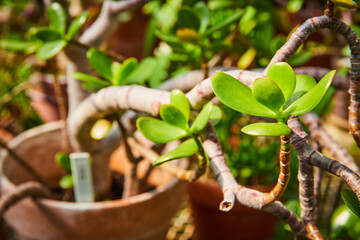 Vibrant Green Succulent in Garden - Close-Up Perspective