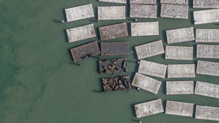 aerial top view of San Francisco's most iconic residents, the sea lions (seals) of Pier 39, sharing...