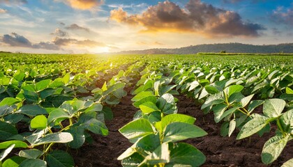 agricultural soy plantation on sunny day green growing soybeans plant with sunlight on field