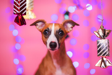 Pies chart angielski w świątecznej scenerii z cukierkami na różowym tle z bokeh