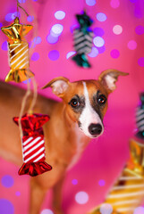 Pies chart angielski w świątecznej scenerii z cukierkami na różowym tle z bokeh - 696512843