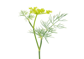 Dill isolated on white background, Anethum graveolens
