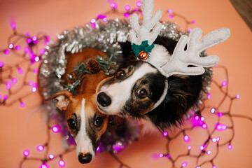 Border Collie i whippet na świątecznym tle przytulają się do siebie na głowie ma czapkę mikołaja - 696514631