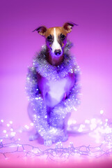 Mały pies chart angielski na fioletowym tle w świątecznej aranżacji w studio - 696515487