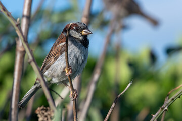 Close up of a house sparrow (passer domesticus) perching in a tree