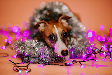 Mały pies chart angielski na fioletowym tle w świątecznej aranżacji w studio - 696515688