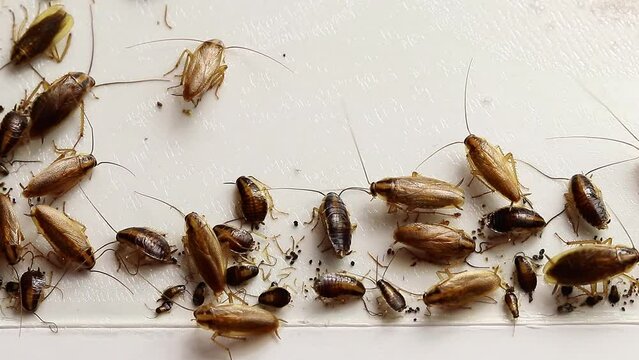 Glue trap with cockroaches.Very efficient and consistent pest control method.