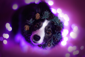 Ciemny pies border collie ma na głowie świąteczny wieniec na fioletowym tle w studiu z bokeh