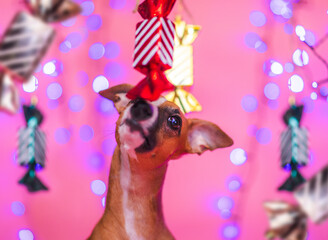 Mały pies whippet wącha cukierka w świątecznej scenerii na różowym tle z bokeh