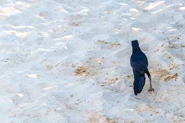 Great-Tailed Grackle bird birds walking on beach sand Mexico.