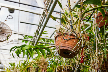Greenhouse Orchid in Terracotta Pot, Eye-Level View