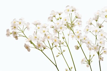 Fototapeta na wymiar white flowers on a white